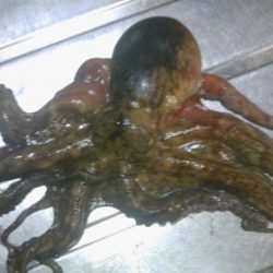 久しぶりのまあまあサイズ